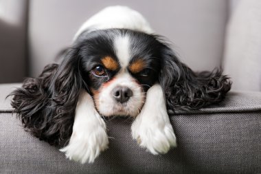 sevimli köpek portre
