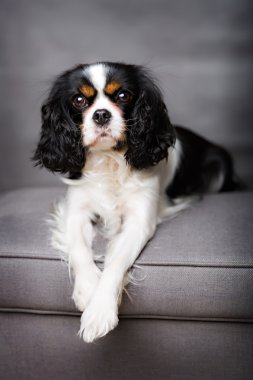 sevimli köpek portre