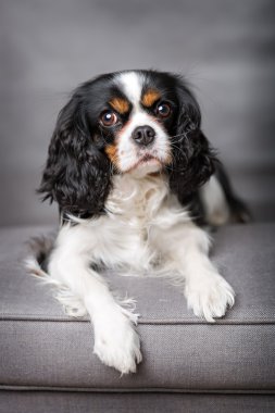 sevimli köpek portre