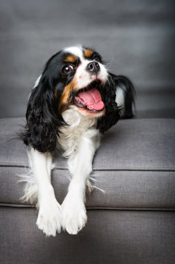 sevimli köpek portre