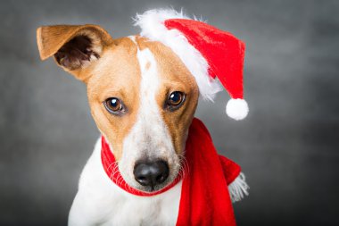 sevimli köpek portre