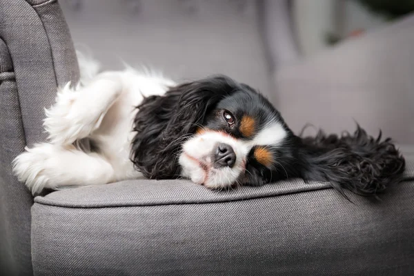 Retrato de cão bonito — Fotografia de Stock