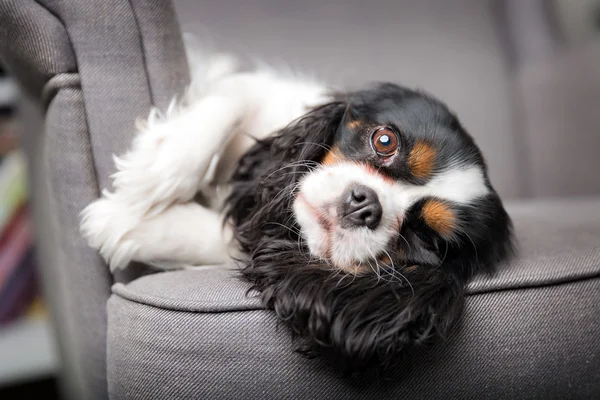 Sevimli köpek portre — Stok fotoğraf