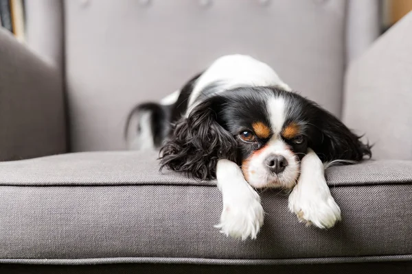 Portrait mignon de chien — Photo