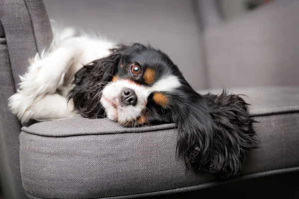 Retrato de cão bonito — Fotografia de Stock