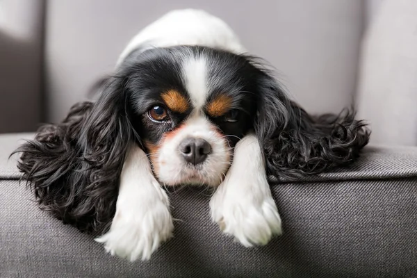 Sød hund portræt - Stock-foto