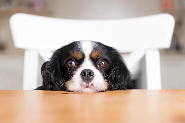 Cão implorando, retrato — Fotografia de Stock