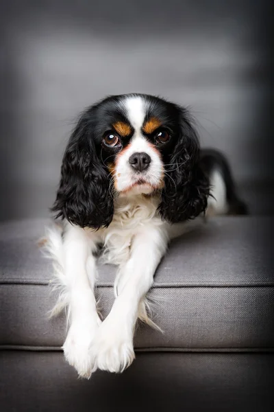 Lindo retrato de perro —  Fotos de Stock