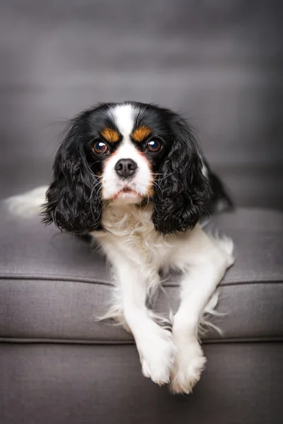 Lindo retrato de perro — Foto de Stock