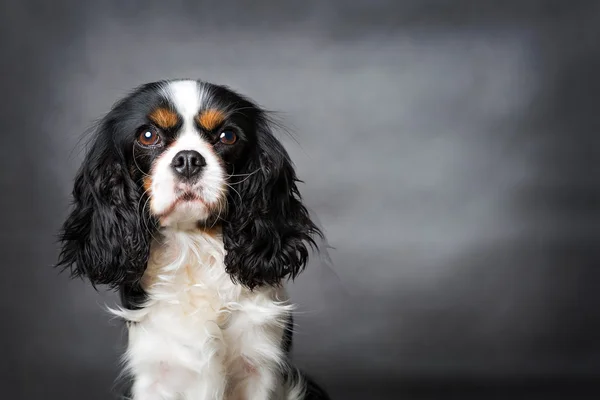 Lindo retrato de perro — Foto de Stock