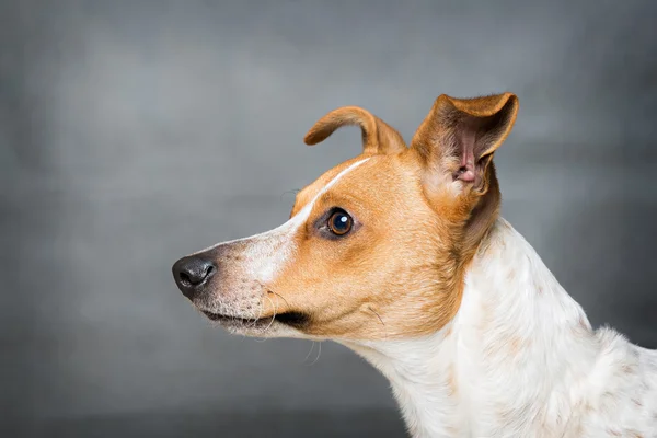 Lindo retrato de perro — Foto de Stock