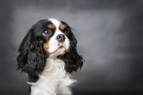 귀여운 강아지 초상화 — 스톡 사진