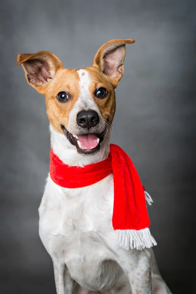 sevimli köpek portre