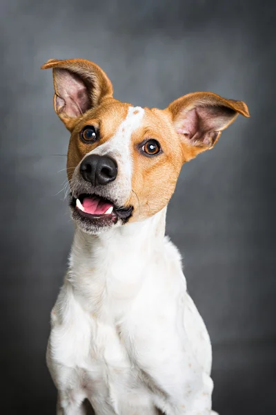 Lindo retrato de perro — Foto de Stock