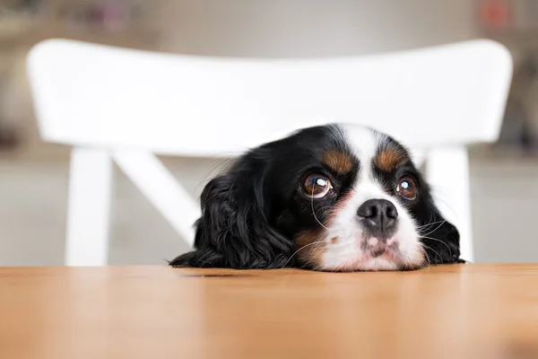 Cão implorando, retrato Fotos De Bancos De Imagens Sem Royalties