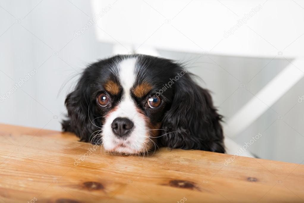 dog begging, portrait