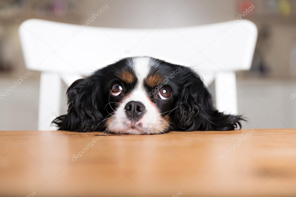 dog begging, portrait