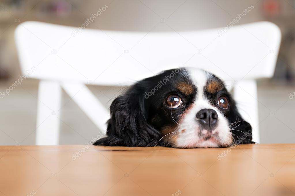 dog begging, portrait