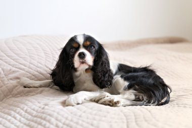 sevimli köpek portre