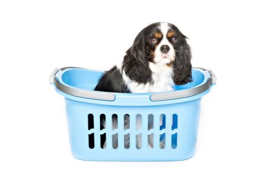 sevimli köpek portre