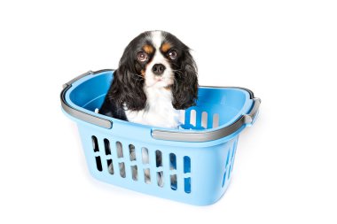 sevimli köpek portre