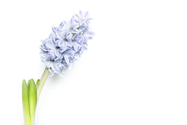 Krásné Hyacint, samostatný — Stock fotografie