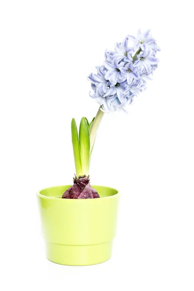 Красиві hyacinth, ізольовані — стокове фото