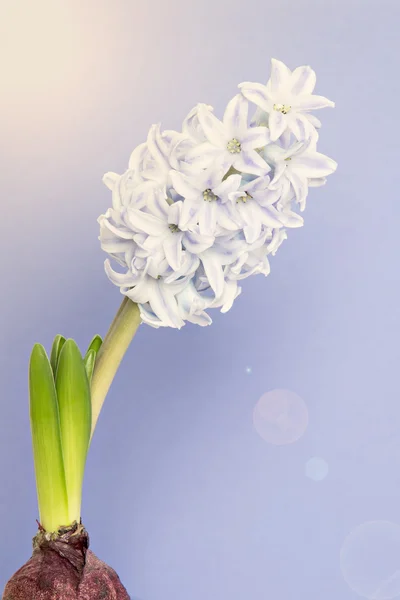 Zelené Hyacint kvetoucí — Stock fotografie