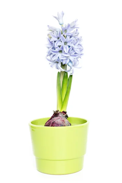 Green hyacinth isolated — Stock Photo, Image