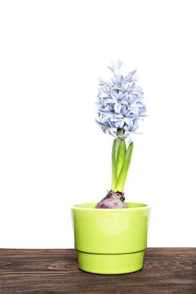 Зелений hyacinth, ізольовані — стокове фото