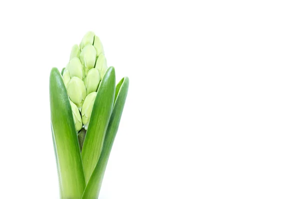 Green hyacinth isolated — Stock Photo, Image