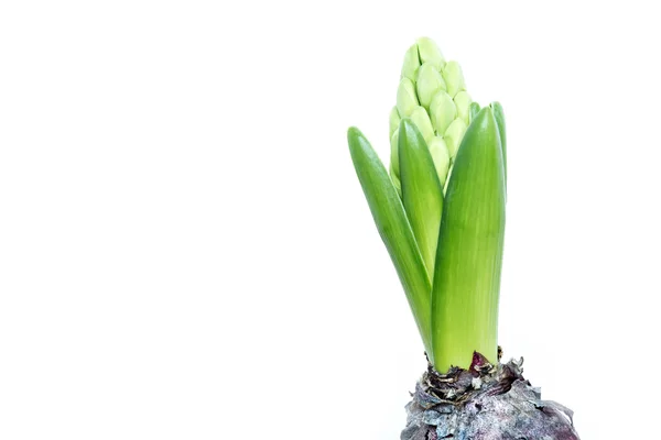 Green hyacinth isolated — Stock Photo, Image