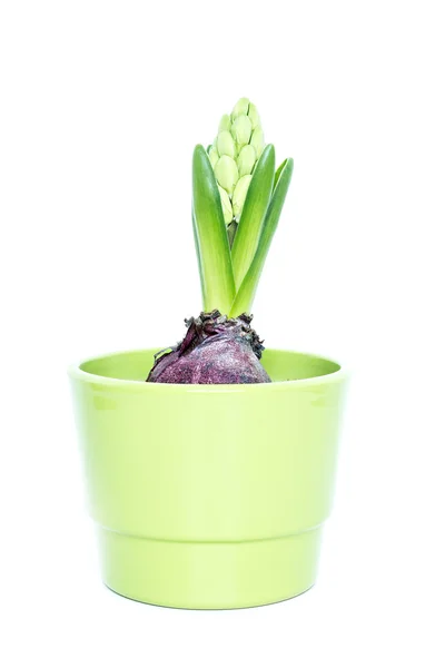 Green hyacinth isolated — Stock Photo, Image