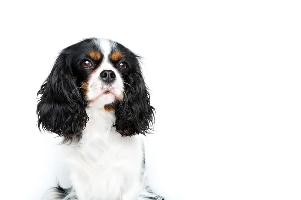 Lindo retrato de perro — Foto de Stock