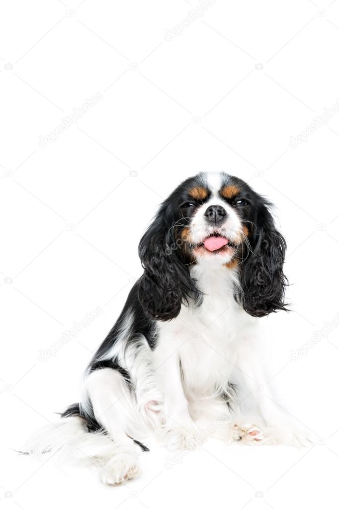 cute dog portrait