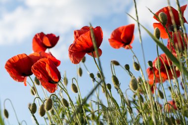 kırmızı gelincik çiçekleri 