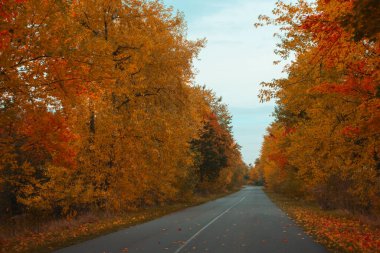 Sonbahar ormanlarında asfalt yol bomboş. Doğa sonbahar arkaplanı