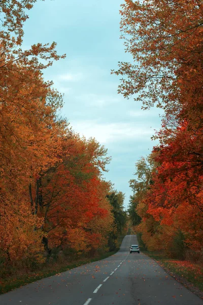 Auto Odjíždí Asfaltové Cestě Podzimním Lesem Příroda Podzim Pozadí — Stock fotografie