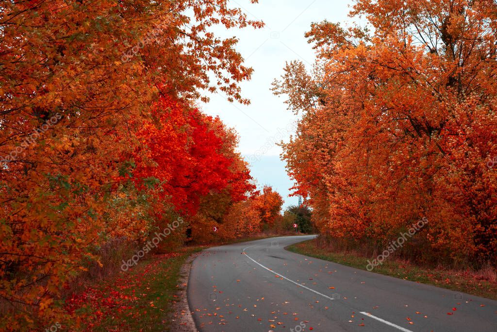 Empty Asphalt Road Through Autumn Forest Nature Autumn Background Larastock