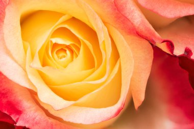 Yakın plan sarı gül. Doğa geçmişi. Yumuşak odak