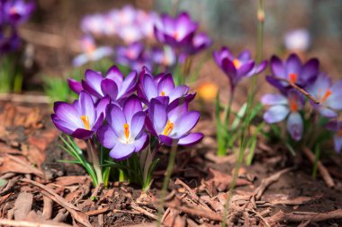 Yakın plan, bahar zamanı güneş ışınları altında çimenlikte açan mor çiçek. Güzel bir bahar arkaplanı. Seçici odak