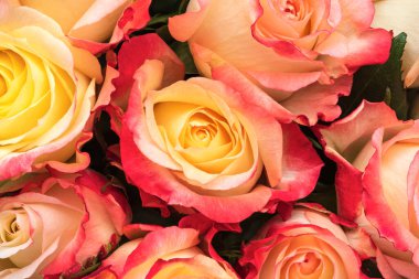 Yakın plan pembe gül. Doğa geçmişi. Yumuşak odak