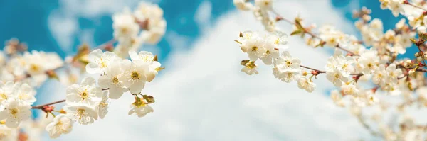 Banner 3:1. White cherry blossom sakura in spring time against blue sky. Nature background. Soft focus