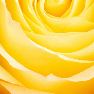 Yakın plan sarı gül. Doğa geçmişi. Yumuşak odak