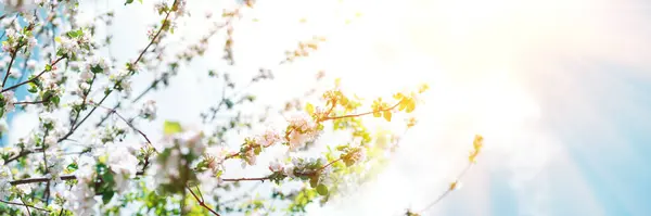 Bloeiende Appelboom Tak Met Vliegende Vlinders Lente Tuin Tegen Blauwe — Stockfoto