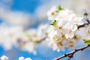 Baharda mavi gökyüzüne karşı beyaz kiraz çiçekli sakura. Doğa geçmişi. Yumuşak odak