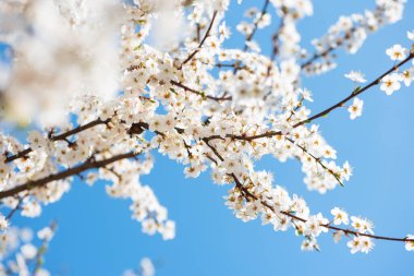 Baharda mavi gökyüzüne karşı beyaz kiraz çiçekli sakura. Doğa geçmişi. Yumuşak odak