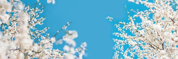 Banner 3:1. White cherry blossom sakura in spring time against blue sky. Nature background. Soft focus