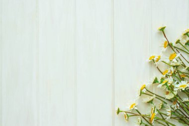Beyaz ahşap arka planda taze papatya çiçekleri. Üst Manzara. Boşluğu kopyala
