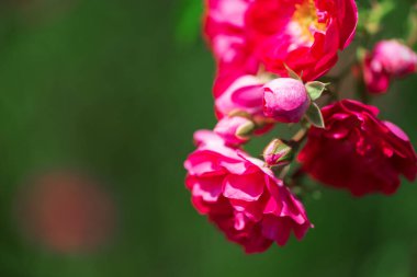 Yeşil bahçeye karşı pembe tırmanma gülleri. Yumuşak odak